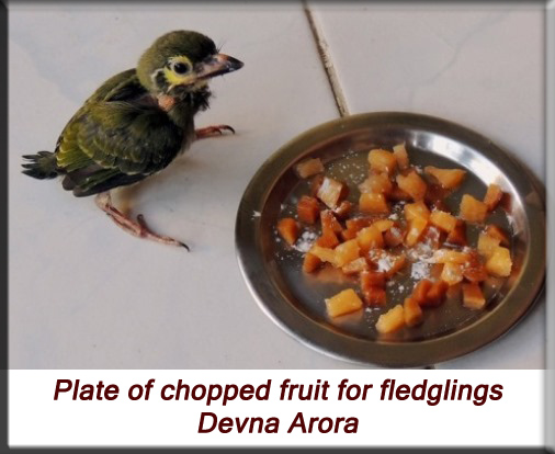 Devna Arora - Plate of chopped fruit for fledglings